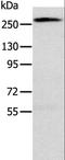 Talin 1 antibody, LS-C403637, Lifespan Biosciences, Western Blot image 