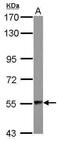 Aspartyl-TRNA Synthetase antibody, PA5-30005, Invitrogen Antibodies, Western Blot image 