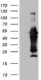 Peripherin antibody, LS-C790821, Lifespan Biosciences, Western Blot image 