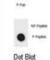 Inhibitor Of Nuclear Factor Kappa B Kinase Subunit Beta antibody, abx032204, Abbexa, Western Blot image 