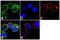 C-X3-C Motif Chemokine Receptor 1 antibody, 702321, Invitrogen Antibodies, Immunofluorescence image 