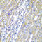 Cytochrome P450 Family 20 Subfamily A Member 1 antibody, 22-254, ProSci, Immunohistochemistry paraffin image 