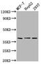 POU Class 5 Homeobox 1B antibody, CSB-PA23129A0Rb, Cusabio, Western Blot image 