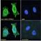 Protein Tyrosine Phosphatase Non-Receptor Type 11 antibody, LS-B4418, Lifespan Biosciences, Immunofluorescence image 