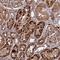 Nitric Oxide Synthase Interacting Protein antibody, NBP1-85661, Novus Biologicals, Immunohistochemistry frozen image 