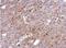 TNF Alpha Induced Protein 2 antibody, NBP1-33480, Novus Biologicals, Immunohistochemistry frozen image 