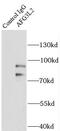 AFG3 Like Matrix AAA Peptidase Subunit 2 antibody, FNab00198, FineTest, Immunoprecipitation image 