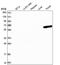 UTP3 Small Subunit Processome Component antibody, PA5-65299, Invitrogen Antibodies, Western Blot image 