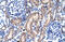 RB Associated KRAB Zinc Finger antibody, 27-756, ProSci, Immunohistochemistry frozen image 