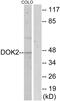 Docking Protein 2 antibody, LS-C118093, Lifespan Biosciences, Western Blot image 