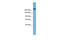 Transmembrane protein 2 antibody, ARP42382_P050, Aviva Systems Biology, Western Blot image 