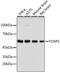 FOXP3 antibody, 23-358, ProSci, Western Blot image 