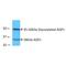 Aquaporin 1 (Colton Blood Group) antibody, PA5-77842, Invitrogen Antibodies, Western Blot image 