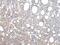 VPS54 Subunit Of GARP Complex antibody, PA5-51159, Invitrogen Antibodies, Immunohistochemistry frozen image 