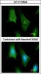 6-Pyruvoyltetrahydropterin Synthase antibody, GTX110549, GeneTex, Immunofluorescence image 