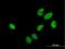 HIRA Interacting Protein 3 antibody, H00008479-B01P, Novus Biologicals, Immunofluorescence image 