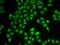 Proteasome Subunit Beta 9 antibody, orb136178, Biorbyt, Immunofluorescence image 