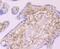 Galectin 1 antibody, NBP2-75499, Novus Biologicals, Immunohistochemistry paraffin image 