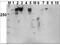 Protein Kinase, DNA-Activated, Catalytic Subunit antibody, PA1-29541, Invitrogen Antibodies, Western Blot image 