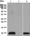 C-X-C Motif Chemokine Ligand 5 antibody, ab126763, Abcam, Western Blot image 