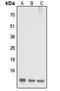 Dynein Light Chain LC8-Type 2 antibody, orb256501, Biorbyt, Western Blot image 