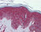 Tsa antibody, 30-386, ProSci, Immunohistochemistry frozen image 