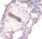 Collagen Type IV Alpha 1 Chain antibody, LS-C211971, Lifespan Biosciences, Immunohistochemistry paraffin image 