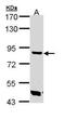 Trehalase antibody, NBP1-32794, Novus Biologicals, Western Blot image 