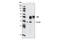 G Protein Subunit Alpha O1 antibody, 3981S, Cell Signaling Technology, Immunoprecipitation image 