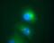 Death Domain Associated Protein antibody, NB500-491, Novus Biologicals, Immunofluorescence image 