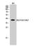 Kruppel Like Factor 1 antibody, STJ92887, St John