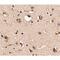 SLIK3 antibody, LS-C53255, Lifespan Biosciences, Immunohistochemistry frozen image 