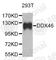DEAD-Box Helicase 46 antibody, A4350, ABclonal Technology, Western Blot image 