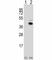 Paired Like Homeodomain 1 antibody, F50319-0.4ML, NSJ Bioreagents, Western Blot image 
