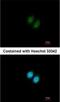 Ribosomal RNA Processing 12 Homolog antibody, NBP2-15105, Novus Biologicals, Immunofluorescence image 