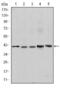 Survival Of Motor Neuron 2, Centromeric antibody, MA5-15859, Invitrogen Antibodies, Western Blot image 