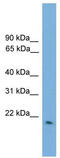 Glutathione Peroxidase 2 antibody, TA346318, Origene, Western Blot image 