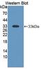 Transcription Elongation Factor A1 antibody, LS-C663474, Lifespan Biosciences, Western Blot image 