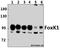 Forkhead Box K1 antibody, A07015-1, Boster Biological Technology, Western Blot image 