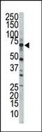 SRSF Protein Kinase 3 antibody, PA5-14477, Invitrogen Antibodies, Western Blot image 