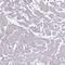 Myosin Binding Protein C, Fast Type antibody, HPA046745, Atlas Antibodies, Immunohistochemistry frozen image 
