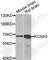 Potassium Voltage-Gated Channel Subfamily A Member 5 antibody, A6182, ABclonal Technology, Western Blot image 