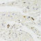 THAP Domain Containing 1 antibody, LS-C349307, Lifespan Biosciences, Immunohistochemistry frozen image 