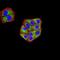 Jhdm2a antibody, NBP2-61819, Novus Biologicals, Immunofluorescence image 