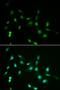Piwi Like RNA-Mediated Gene Silencing 4 antibody, LS-B14886, Lifespan Biosciences, Immunofluorescence image 