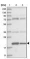 Coiled-Coil-Helix-Coiled-Coil-Helix Domain Containing 4 antibody, NBP1-83537, Novus Biologicals, Western Blot image 