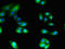 CD13 antibody, LS-C677136, Lifespan Biosciences, Immunofluorescence image 