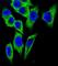 Lactate Dehydrogenase A antibody, abx027454, Abbexa, Western Blot image 