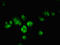 Jun Proto-Oncogene, AP-1 Transcription Factor Subunit antibody, orb400956, Biorbyt, Immunocytochemistry image 