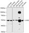 LIM Homeobox 9 antibody, A09258, Boster Biological Technology, Western Blot image 